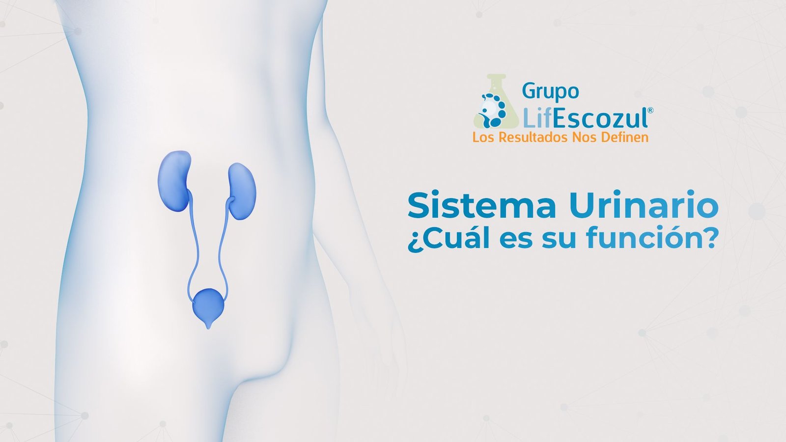 Sistema urinario