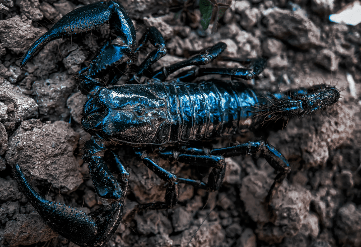 Veneno del escorpión azul