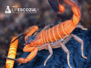 Puede el veneno del escorpión azul contribuir al tratamiento del cáncer