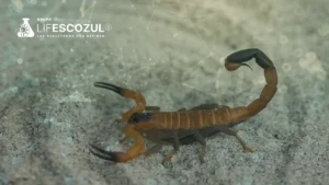 Puede el veneno del escorpión azul contribuir al tratamiento del cáncer